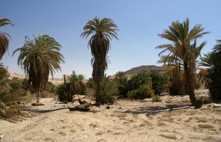 上图：西奈半岛的绿洲加兰德尔旱溪（Wadi Gharandel），一般认为这里就是「以琳」，而玛拉是北面11公里的哈瓦拉泉（’Ain Hawarah），那里还有一些泉水是苦的。现在这里有水井，但已经没有12股泉水。也有人认为以琳就是现代的摩西泉 (Ayun Musa) ，那里还有12股泉水。