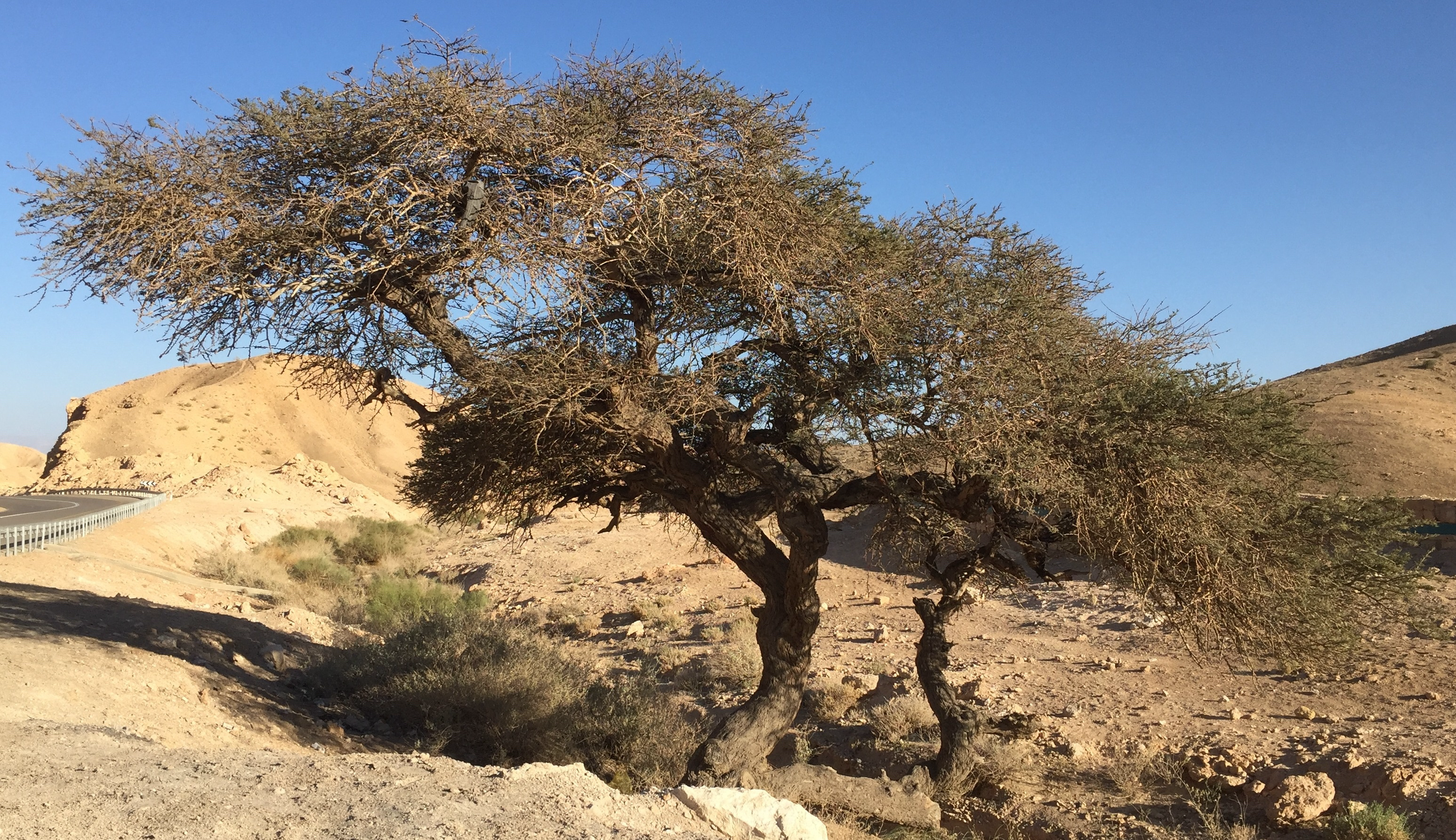 上图：犹大旷野中的一棵皂荚木（Acacia），树形如伞，树身有刺，木质坚硬。