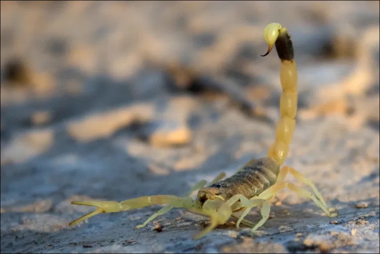 上图：生活在以色列南地沙漠中的以色列黄蝎（Leiurus hebraeus, the Hebrew deathstalker）, 也被称为死亡猎手（deathstalker），是蝎子中最危险的一，被刺后非常痛苦。