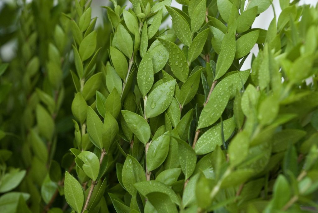 上图：以色列人准备用来庆祝住棚节的香桃木枝（Myrtle branches），「番石榴」（赛五十五13）就是一种过去普遍生长于以色列的常绿香桃木。枣椰树（לולב，lulav）叶子、 香桃木（הדס，hadass）枝条、柳树（ערבה ，aravah）枝条和香橼（אתרוג，etrog）果实，是住棚节四祥植物（Four species，利二十三40；尼八15）。