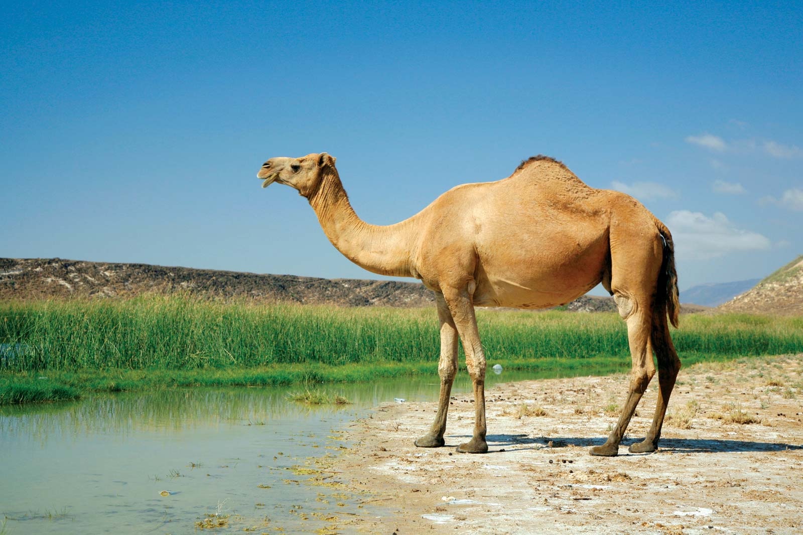 上图：独峰驼或单峰骆驼（Dromedary）产于非洲北部、亚洲西部与南部，又称阿拉伯骆驼（Arabian camel）。单峰骆驼的背上仅有一个骆峰，比双峰骆驼更高、更快。但双峰骆驼更强壮、耐久力更强，更适合穿越沙漠。