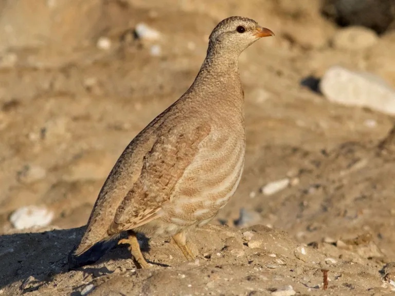 上图：以色列的沙鹧鸪（Sand partridge），主要分布在埃及、以色列和阿拉伯半岛。这种鸟在干燥的开阔地一次产下5-7枚卵，孵化过程中容易受到其它野兽的干扰。