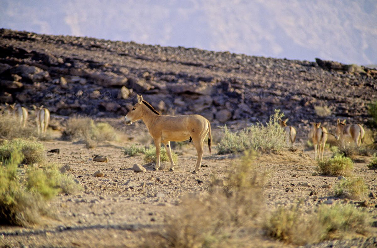 上图：以色列南地自然保护区中的野驴（Ramon Crater， Ramon Nature Reserve）。